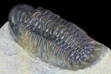 Cute, Little Crotalocephalina Trilobite - long #83346-4